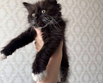Кошки в Москве: Котенок в добрые руки Девочка, Бесплатно - фото 2