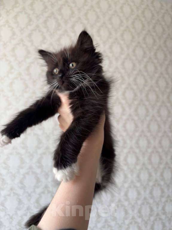 Кошки в Москве: Котенок в добрые руки Девочка, Бесплатно - фото 2