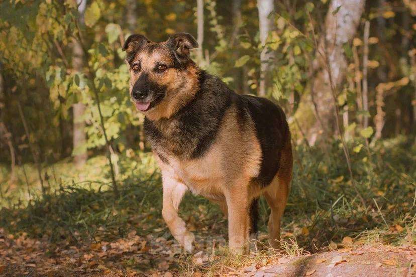 Собаки в Москве: Бейлис ищет дом Девочка, Бесплатно - фото 4