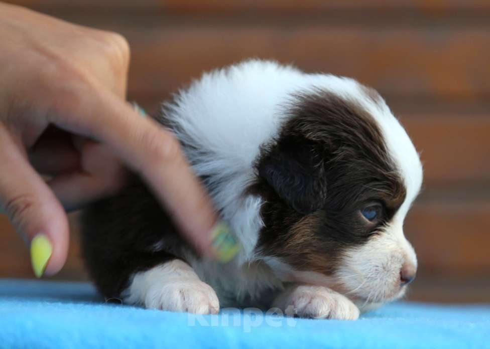 Собаки в Новосибирске: Миниатюрная американская овчарка  Девочка, 60 000 руб. - фото 2