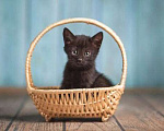 Кошки в Волжском: Черный маленький котенок Дваня в добрые руки Девочка, Бесплатно - фото 6