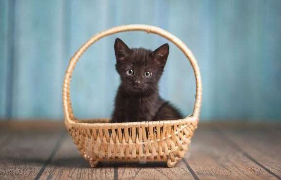 Кошки в Волжском: Черный маленький котенок Дваня в добрые руки Девочка, Бесплатно - фото 6