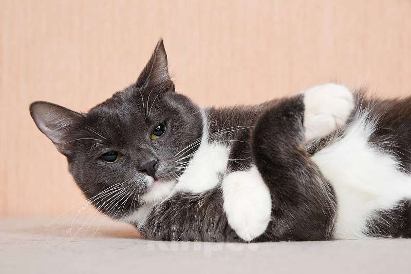 Кошки в Москве: Молодая комфортная кошечка Муся в добрые руки Девочка, Бесплатно - фото 5