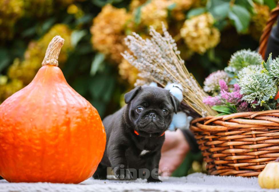 Собаки в Новосибирске: Мопс Сейлор Мун Девочка, 60 000 руб. - фото 5
