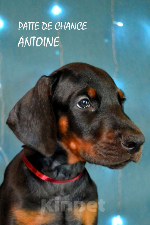 Собаки в Санкт-Петербурге: Щенок добермана Антуан Мальчик, 130 000 руб. - фото 1