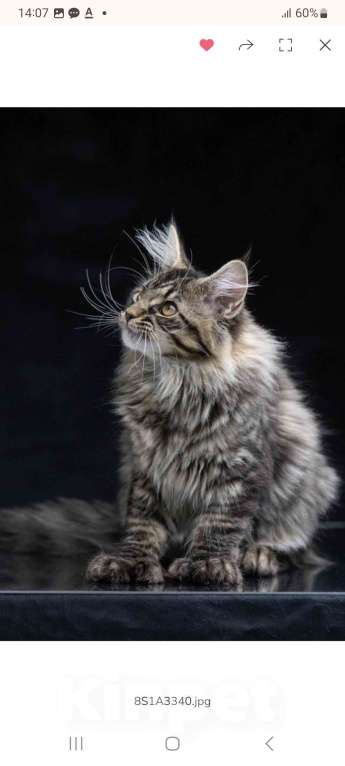 Кошки в других городах Ленинградской области: Котенок в "руковичках" Девочка, 25 000 руб. - фото 2