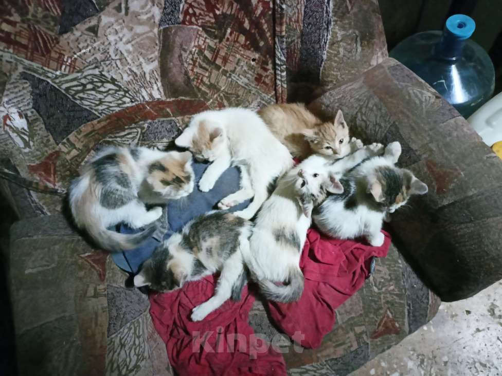 Кошки в Новокузнецке: отдам котят Мальчик, Бесплатно - фото 1