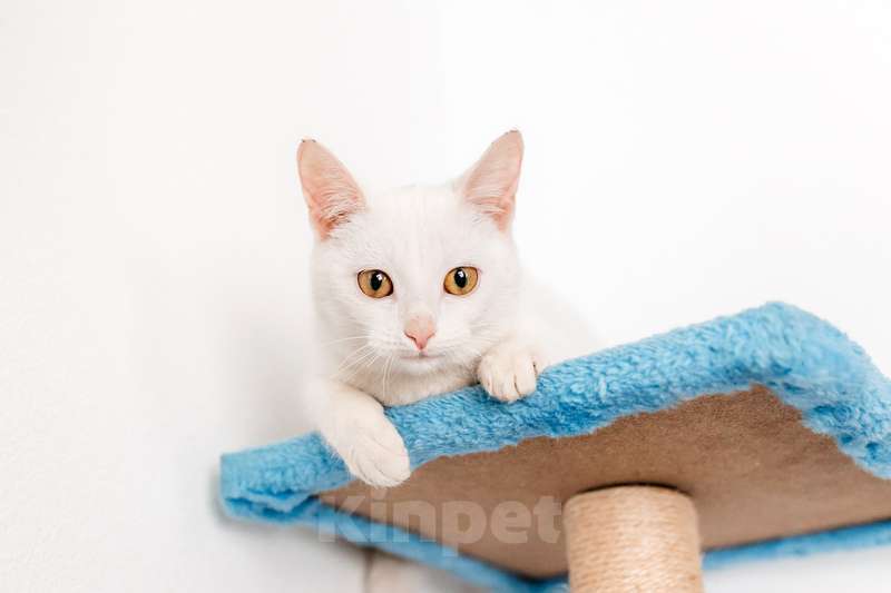 Кошки в Москве: Белый котенок Луна в добрые руки Девочка, 1 руб. - фото 4