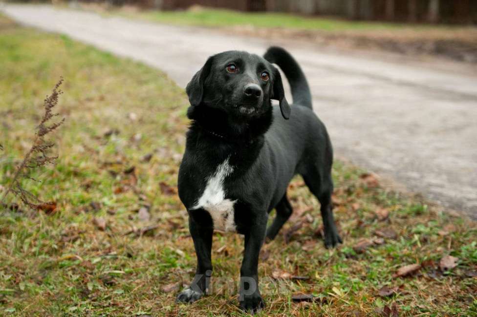 Собаки в Москве: Записка, дерево и брошенная такса — история Найды Девочка, Бесплатно - фото 6