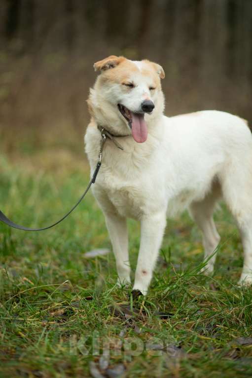 Собаки в Москве: Триша, мальчик, 4 года Мальчик, Бесплатно - фото 5