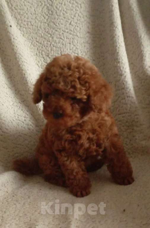 Собаки в Санкт-Петербурге: Той пудель Девочка, 65 000 руб. - фото 5