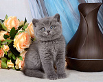 Кошки в Мурином: Британский котик голубого окраса Мальчик, 30 000 руб. - фото 5