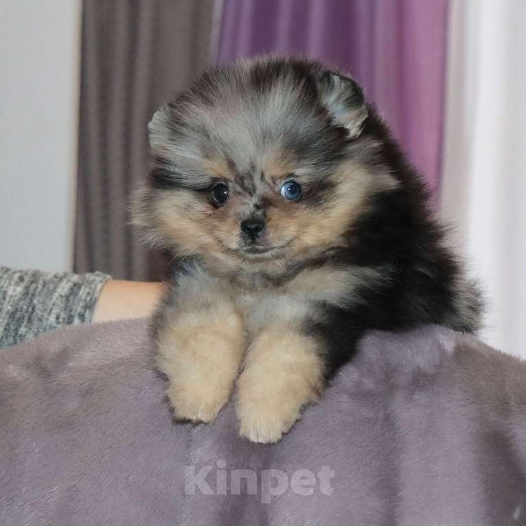 Собаки в Москве: Голубоглазая💎 девочка шпица Девочка, 55 000 руб. - фото 4