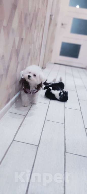 Собаки в Москве: Бишон фризе Девочка, 80 000 руб. - фото 3