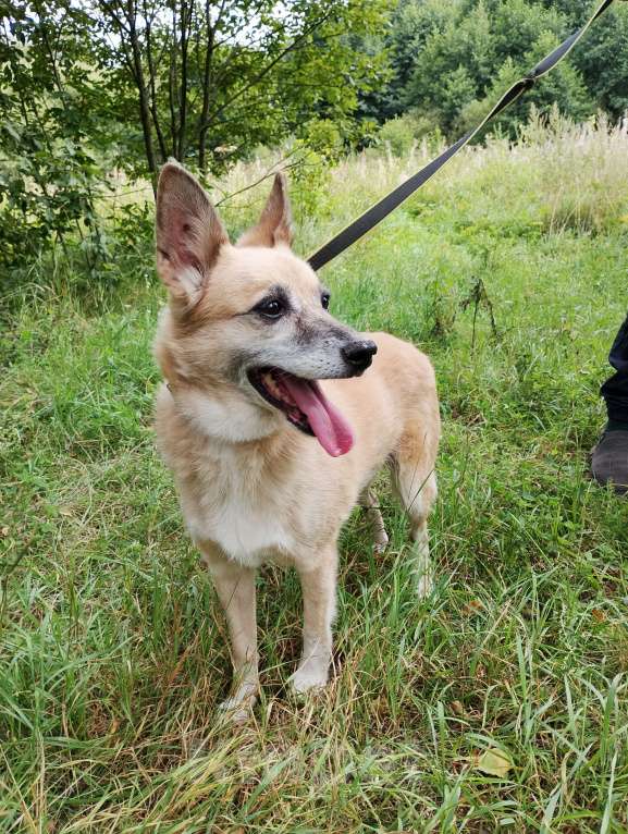 Собаки в Балашихе: Милая, скромная Леди Девочка, Бесплатно - фото 1