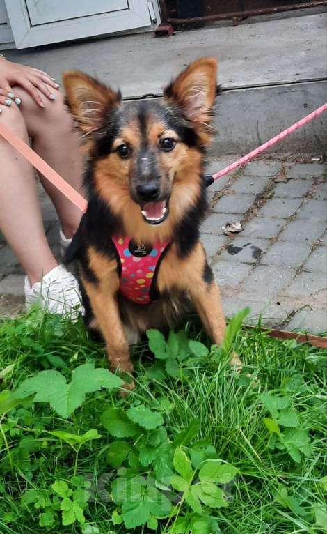 Собаки в Санкт-Петербурге: Красивая маленькая собачка, 7 месяцев Девочка, Бесплатно - фото 2