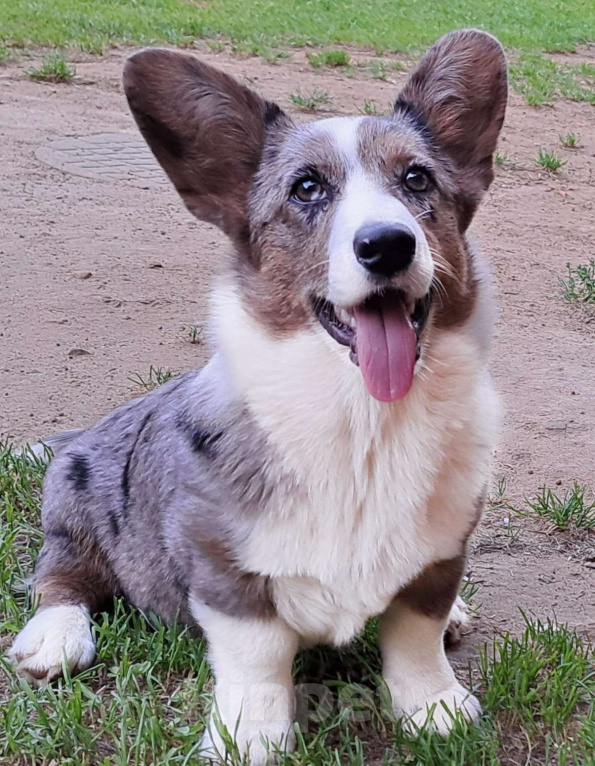 Собаки в Москве: Загадочная Нимфа Девочка, 40 000 руб. - фото 2