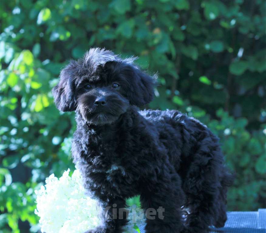 Собаки в Москве: мальтипу Ф1 щенки Девочка, 90 000 руб. - фото 10