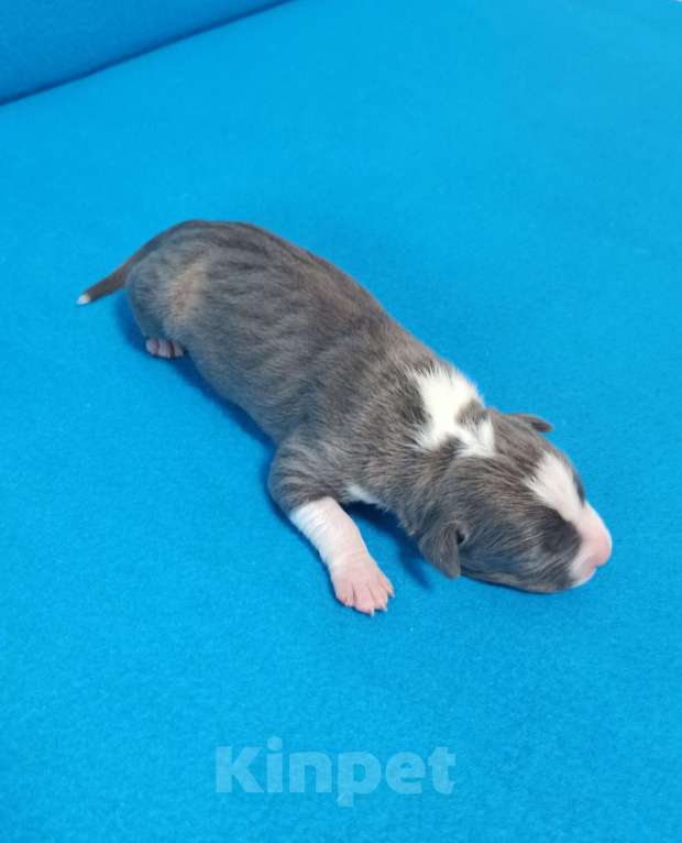 Собаки в Санкт-Петербурге: Кобель 2 Мальчик, Бесплатно - фото 1