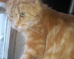 Кошки в Арзамасе: Мейн кун вязка кот, продажа, 1 руб. - фото 6