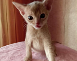 Кошки в Химках: Абиссинская девочка Девочка, 20 000 руб. - фото 3