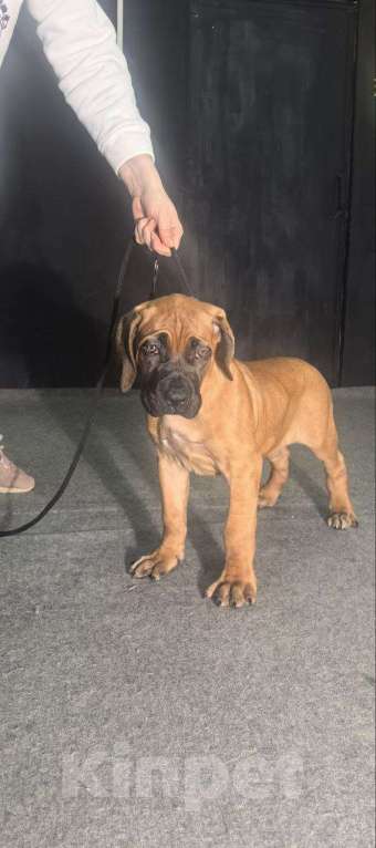 Собаки в Москве: Щенки Кане Корсо Мальчик, 60 000 руб. - фото 2