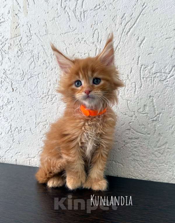 Кошки в Екатеринбурге: котенок мейн-кун Девочка, 35 000 руб. - фото 5