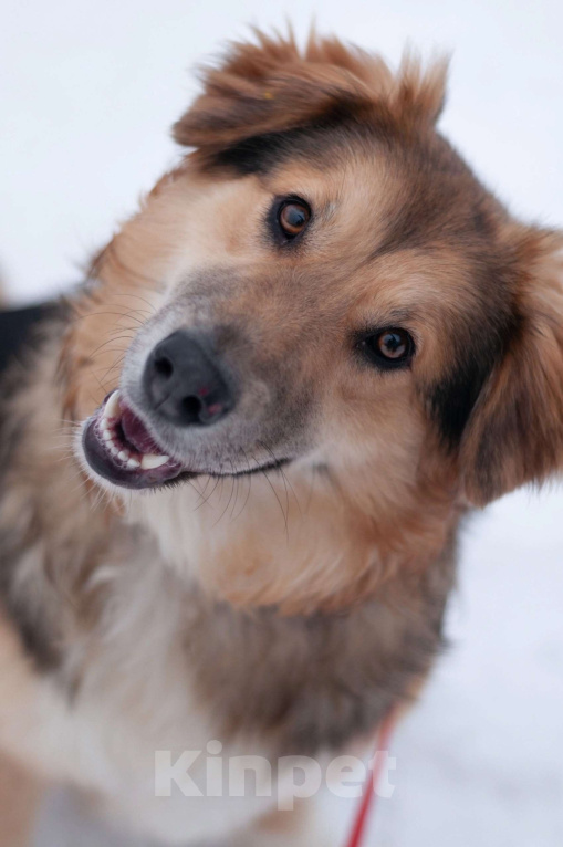 Собаки в Балашихе: Пушистая красотка Паппи в поиске дома Девочка, Бесплатно - фото 2