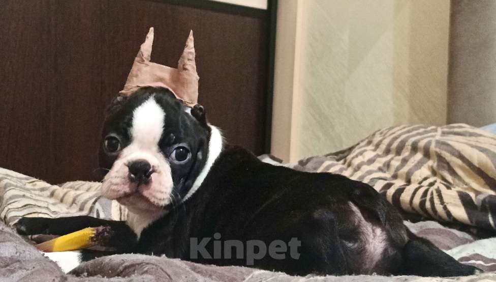 Собаки в Москве: Щенок бостон терьер Мальчик, Бесплатно - фото 2