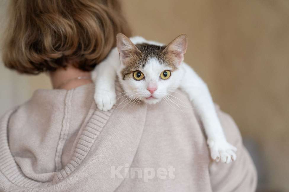 Кошки в Москве: Амур в поиках дома Мальчик, Бесплатно - фото 4
