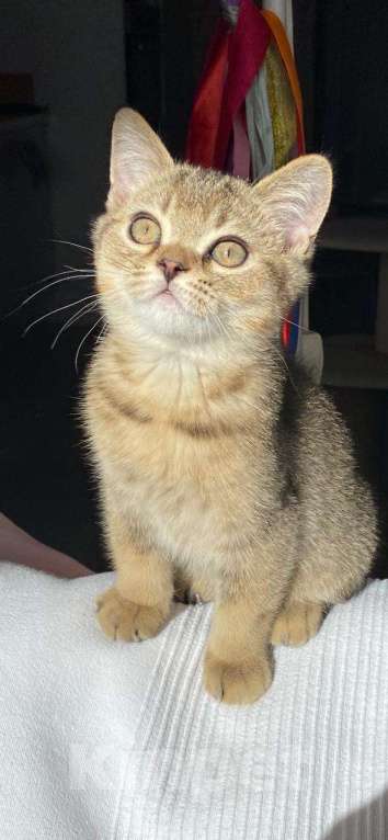 Кошки в Нижнем Новгороде: Шиншилловый шотландский чемпион Мальчик, Бесплатно - фото 4