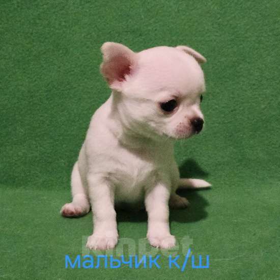 Собаки в Москве: Очаровательный мальчик чихуахуа. Мальчик, 30 000 руб. - фото 5