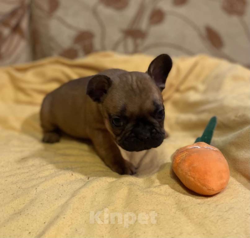 Собаки в Санкт-Петербурге: Отличный мальчик французик Мальчик, 40 000 руб. - фото 6