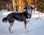 Собаки в Солнечногорске: Спокойный, уравновешенный песик в добрые руки. 2 года. Мальчик, Бесплатно - фото 2