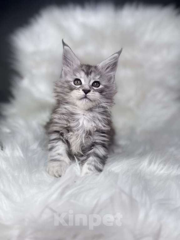 Кошки в Кудрово: Котенок мейн-кун Мальчик, 80 000 руб. - фото 3
