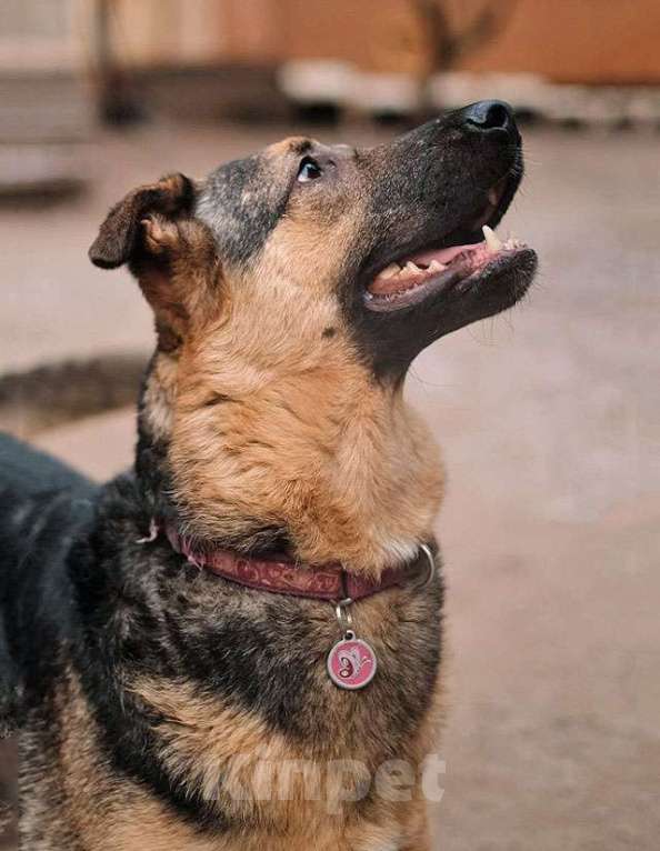 Собаки в Санкт-Петербурге: Кай, молодой домашний пес ищет дом Мальчик, Бесплатно - фото 3
