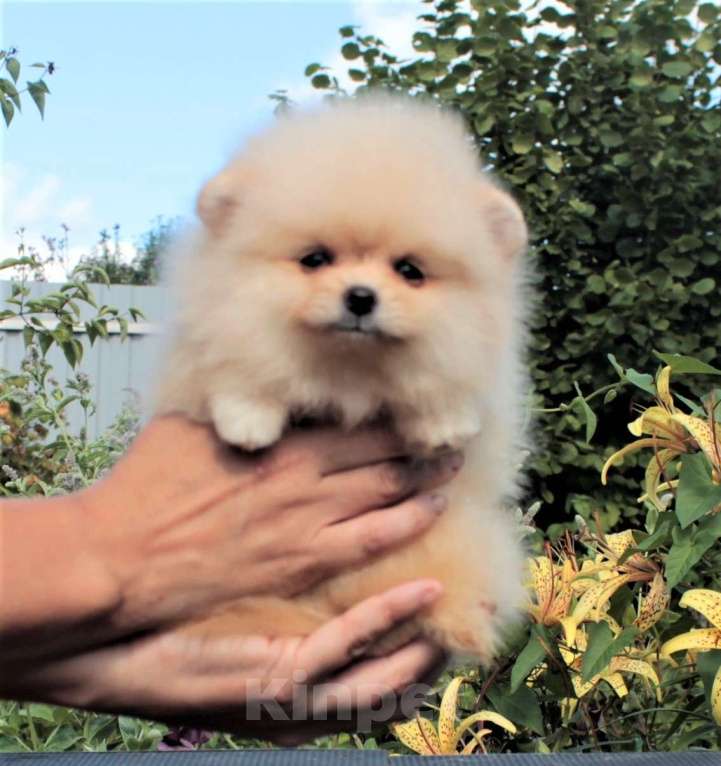 Собаки в Москве: померанский шпиц девочка мини Девочка, 50 000 руб. - фото 3