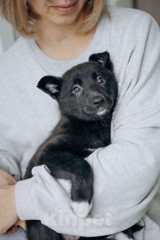 Собаки в Москве: Щенки бесплатно в Москве Девочка, Бесплатно - фото 7