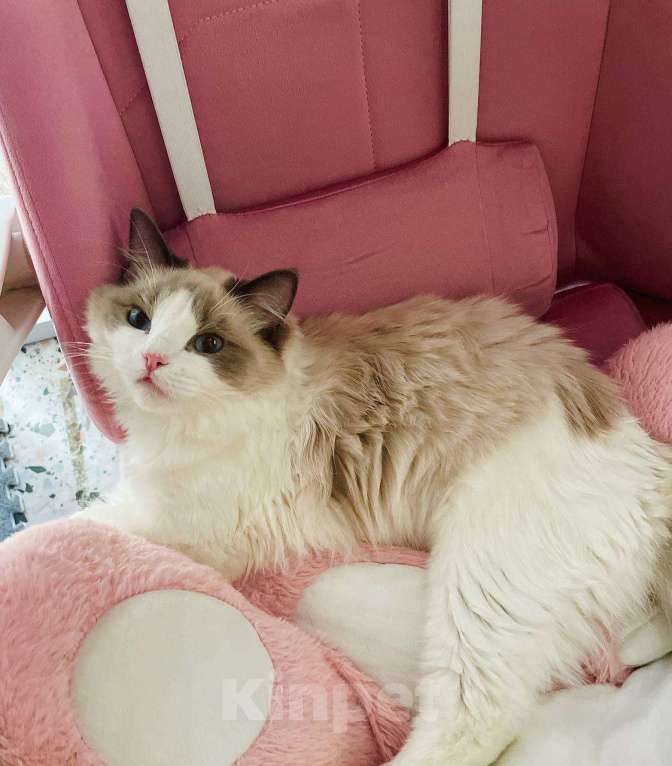 Кошки в Санкт-Петербурге: Котенок регдолл Девочка, 45 000 руб. - фото 2