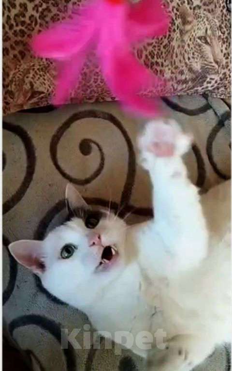 Кошки в Москве: Белый очень ласковый кот Зая Мальчик, Бесплатно - фото 2