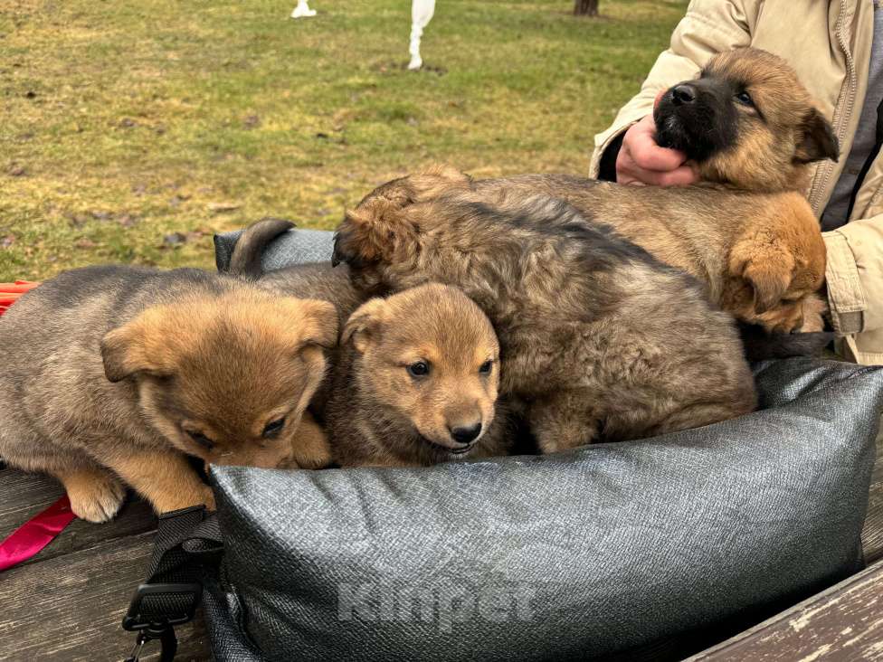 Собаки в других городах Тульской области: Щенки цвергипинчера метисы Мальчик, Бесплатно - фото 4