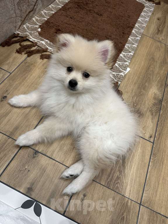 Собаки в Ижевске: Померанский шпиц щенок Мальчик, 19 000 руб. - фото 1