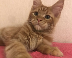 Кошки в Самаре: Шикарный Кот Мейн-кун Мальчик, 50 000 руб. - фото 6