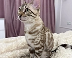 Кошки в Екатеринбурге: Чистокровная бенгальская кошечка Девочка, 65 000 руб. - фото 3