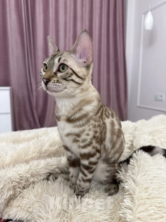 Кошки в Екатеринбурге: Чистокровная бенгальская кошечка Девочка, 65 000 руб. - фото 3