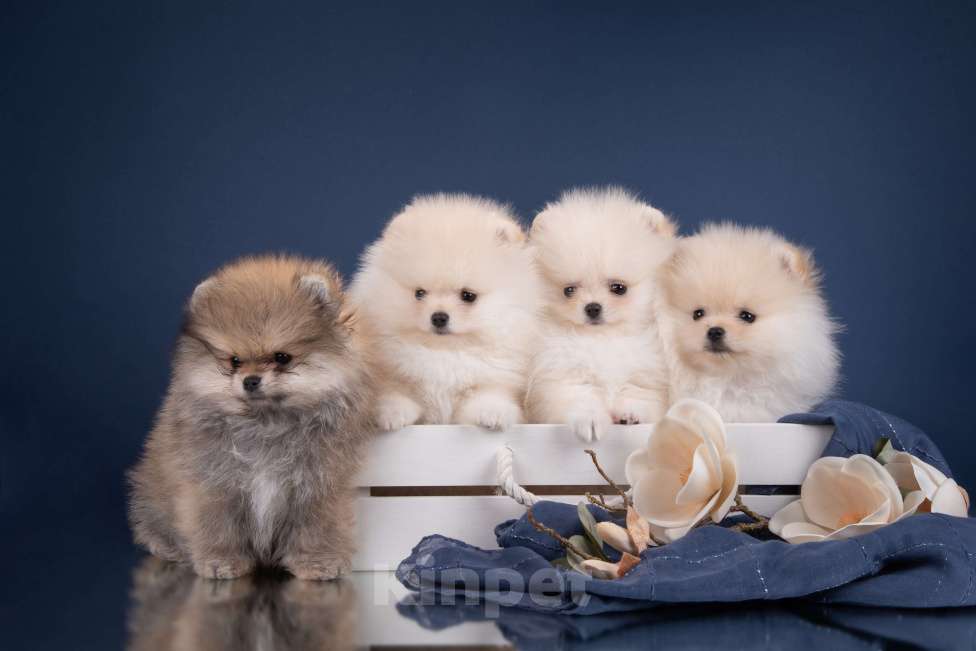 Собаки в Москве: Щенки померанского шпица Разнополые, Бесплатно - фото 1