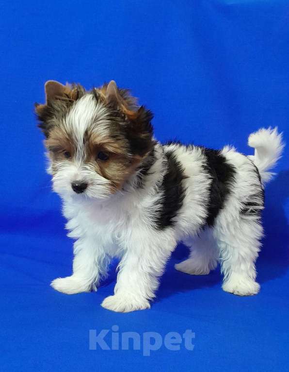 Собаки в Москве: Мальчик не крупный Мальчик, 50 000 руб. - фото 5