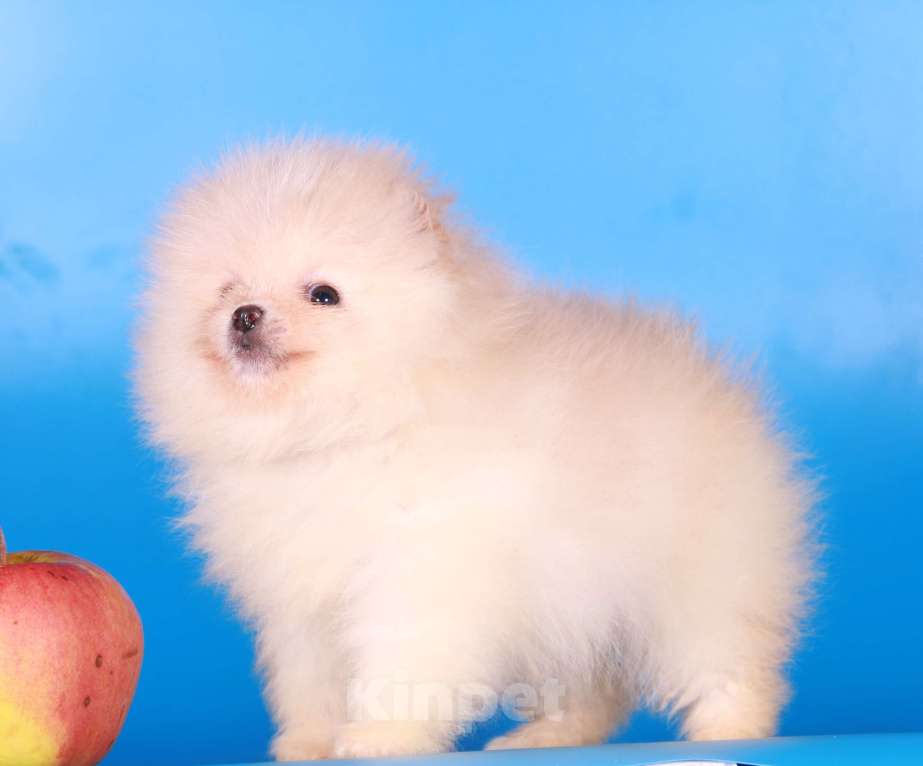 Собаки в Москве: померанский шпиц девочка супер мини Девочка, 50 000 руб. - фото 10