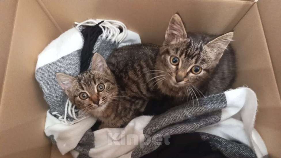 Кошки в Ивантеевке: Без клички  Мальчик, Бесплатно - фото 1