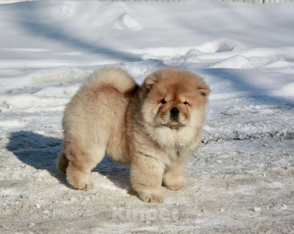 Собаки в Оренбурге: Девочка Девочка, Бесплатно - фото 2
